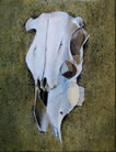 Cow's Skull